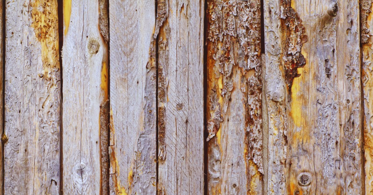 Tipps zur Vorbeugung von Schimmel auf Holz